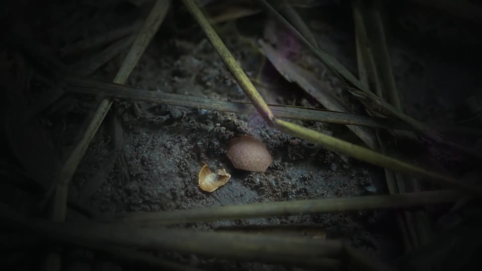 White Cat Legend ตำนานแมวขาวแห่งศาลต้าหลี่ พากย์ไทย EP13